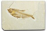 Bargain, Fossil Fish (Diplomystus) - Wyoming #345464-1